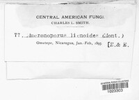 Fuscoporia licnoides image